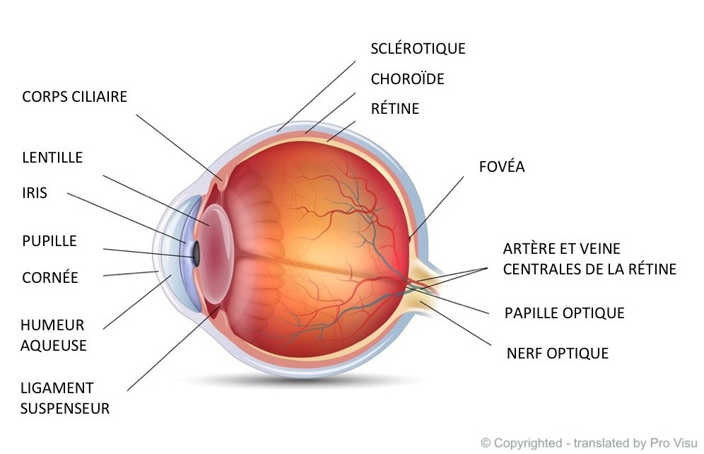 Anatomie de l'œil Traitement & Chirurgie des yeux Savoie — free download